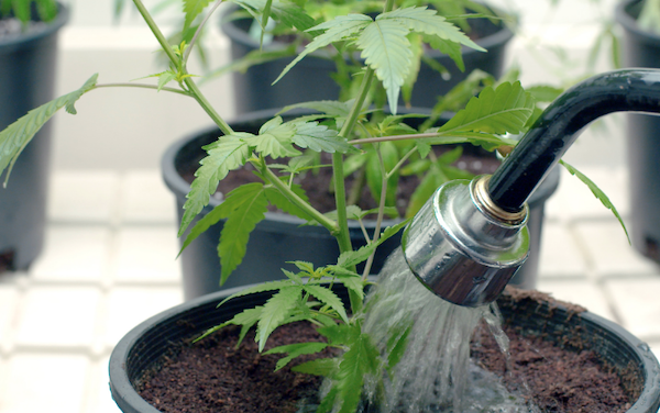 Dostatočná vlhkosť pri pestovaní